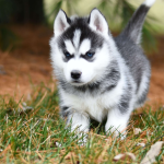 Comment bien se préparer à éduquer son chiot ?
