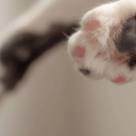 Crise d’épilepsie chez le chat : que faire ?