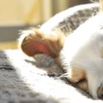 Épilepsie du chien : comment mieux la comprendre pour mieux la traiter
