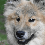 L’eurasier : un chien de compagnie méconnu en France