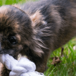 Comment fabriquer soi-même un jouet pour chien ?