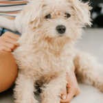 Les différentes solutions disponibles pour faire garder son chien