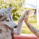 Faire obéir son chien sans s'énerver