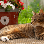 La calicivirose du chat (FCV) 