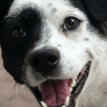 Comment limiter les flatulences chez le chien ?