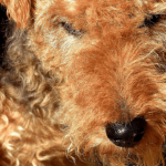 Fox Terrier