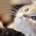 Le typhus du chat (FPV) : symptômes, traitement et prévention