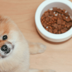 Ce qu’il faut savoir sur la gamelle pour chien avant de l’acheter