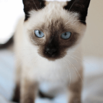 Quelles solutions pour faire garder son chat ?