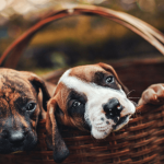 Comment se déroule la gestation d’une chienne ?