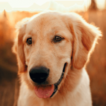 Le Golden Retriever