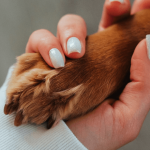 Les conseils à suivre pour couper les griffes d’un chien