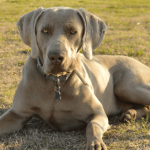 Tout ce qu'il faut savoir et anticiper avant d'adopter un gros chien