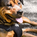 Harnais pour chien : comment choisir le meilleur modèle ?