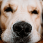Hernie discale chez le chien : les causes, symptômes et traitements