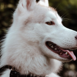 Hygiène du chien : veiller au bien-être de son compagnon à 4 pattes