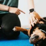 Hyperattachement du chien : comment réagir ?