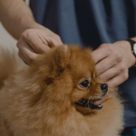 Comment faire identifier son chien ?