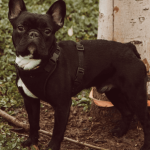 Comment faire l'inscription au LOF de son chien ?