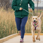 Le chien peut-il développer un sentiment de jalousie ?
