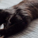 Jouer avec son chat