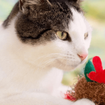 Comment fabriquer un jouet pour chat ?