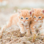 La mise bas chez la chatte : tout savoir