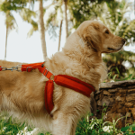 Laisse pour chien : quel modèle choisir ?