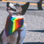 Comment bien interpréter le langage du chien ?