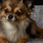 Comment comprendre le langage corporel de votre chien ?