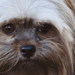 Lhassa-apso