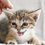 Quelle litière choisir pour son chaton ?