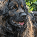 Tout savoir sur le leonberg