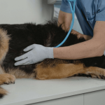 Comment prévenir et guérir la maladie de Lyme du chien ?