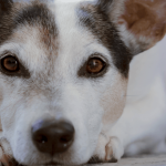 Maladie des yeux des chiens : les principaux troubles oculaires