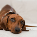 Maladies des chiens et prévention