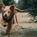 Les maladies infectieuses du chien les plus courantes