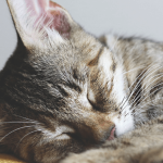 Les maladies parasitaires des chats