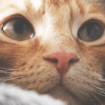 Les différentes maladies de peau du chat