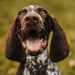 Tout savoir sur le marquage de territoire chez le chien