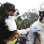 Massage pour chien : techniques et bienfaits