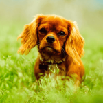 Soigner son chien grâce à la médecine naturelle