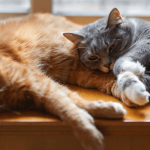 Les médicaments pour votre chat