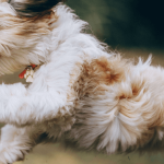 Un grand choix de médicaments pour chien