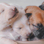 La mise bas de la chienne de A à Z