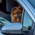 Que faire si mon chien a peur en voiture ?