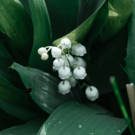 Les risques du muguet pour votre chat