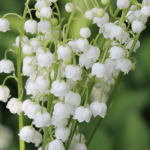 Le muguet : zoom sur cette plante toxique pour les chiens