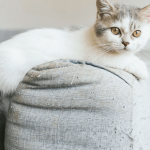 Découvrez les meilleures races de chats courts sur pattes