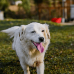 Comment diagnostiquer un excès de nervosité chez un chien ?
